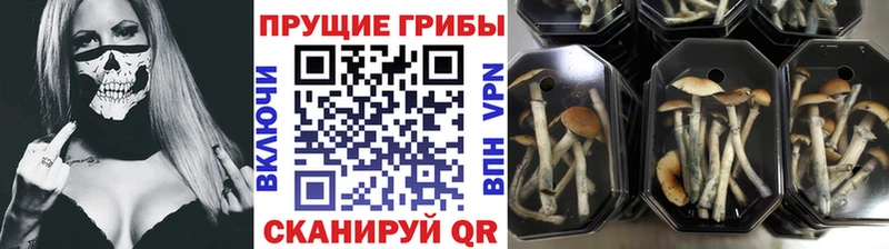Псилоцибиновые грибы мухоморы  ссылка на мегу онион  Венёв  купить закладку 